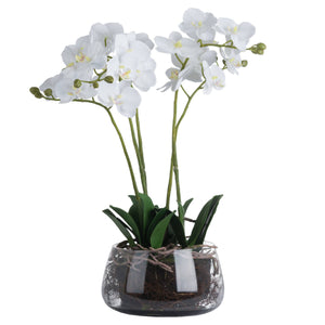White Orchid In Glass Pot - Canwell Interiors Limited - Hills