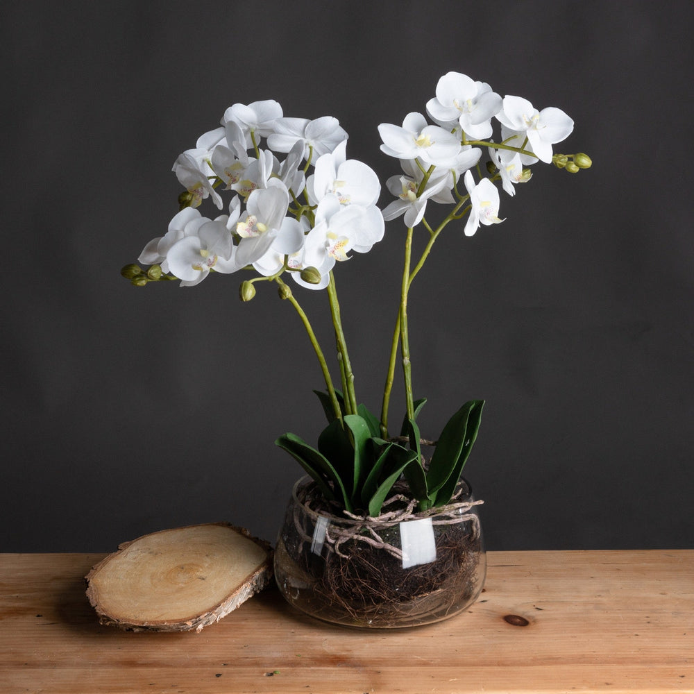 White Orchid In Glass Pot - Canwell Interiors Limited - Hills