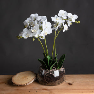 White Orchid In Glass Pot - Canwell Interiors Limited - Hills