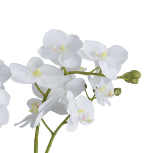 White Orchid In Glass Pot - Canwell Interiors Limited - Hills