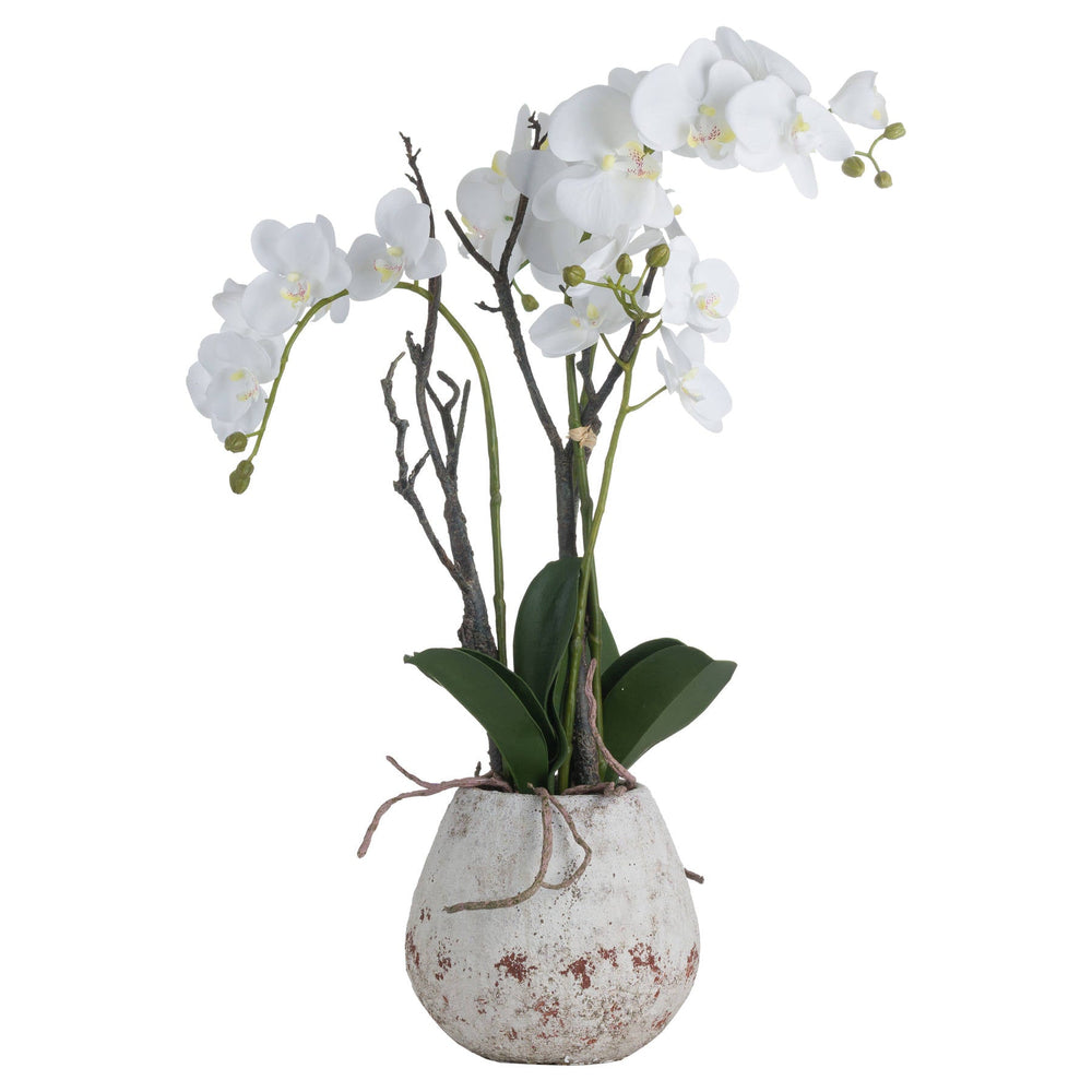 White Orchid In Stone Pot - Canwell Interiors Limited - Hills