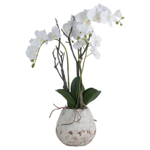 White Orchid In Stone Pot - Canwell Interiors Limited - Hills