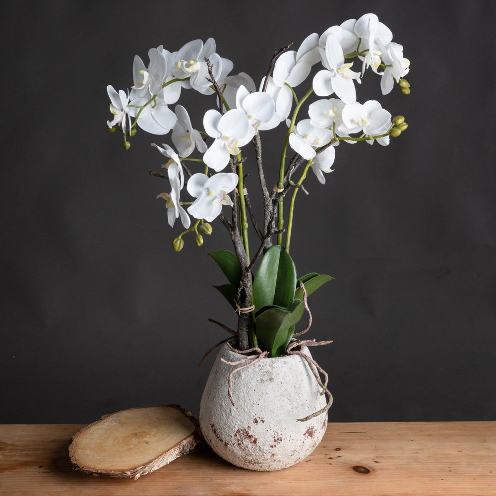White Orchid In Stone Pot - Canwell Interiors Limited - Hills