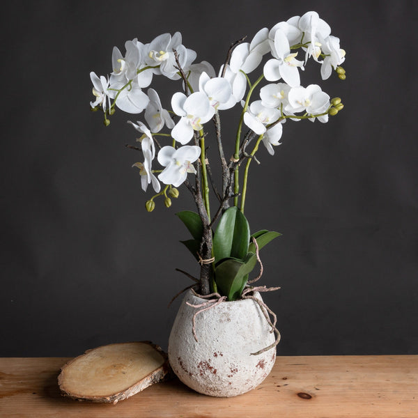White Orchid In Stone Pot - Canwell Interiors Limited - Hills