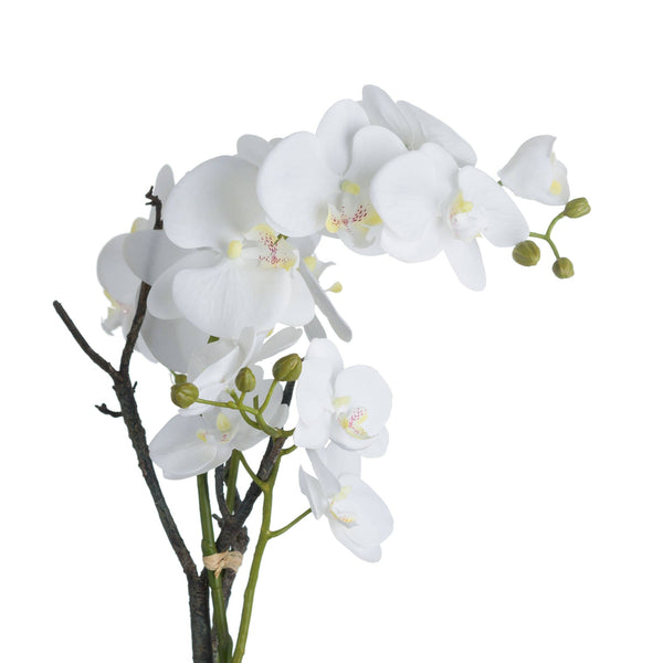 White Orchid In Stone Pot - Canwell Interiors Limited - Hills