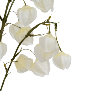 White Physalis Spray - Canwell Interiors Limited - Hills
