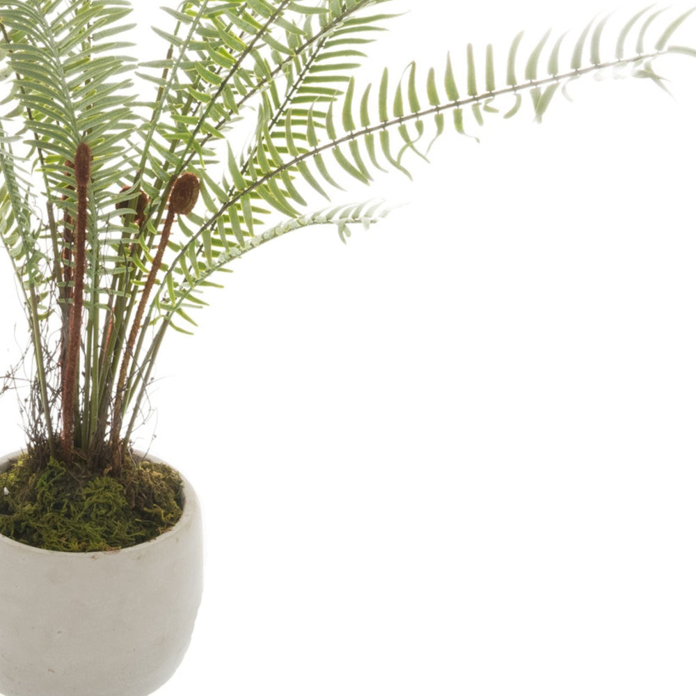 White Potted Boston Fern - Canwell Interiors Limited - Hills