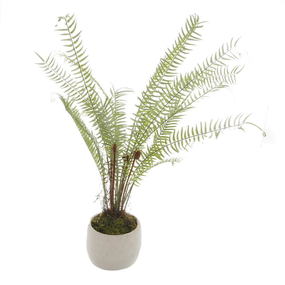 White Potted Boston Fern - Canwell Interiors Limited - Hills