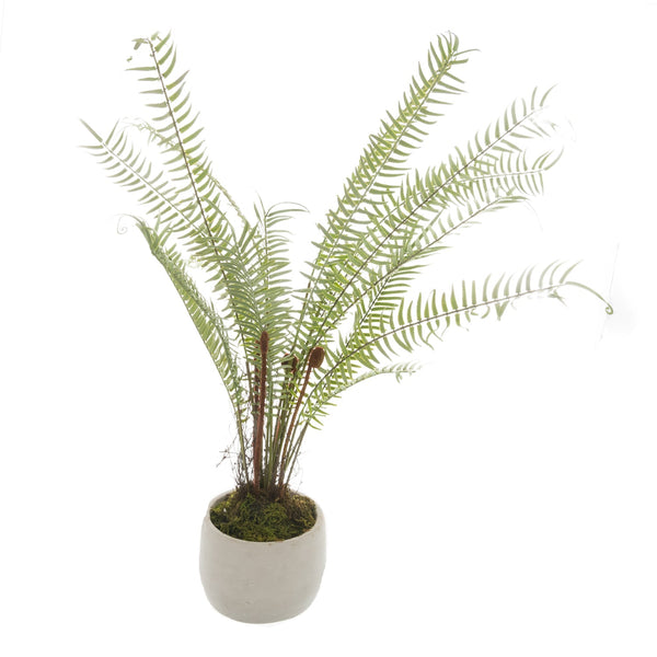 White Potted Boston Fern - Canwell Interiors Limited - Hills