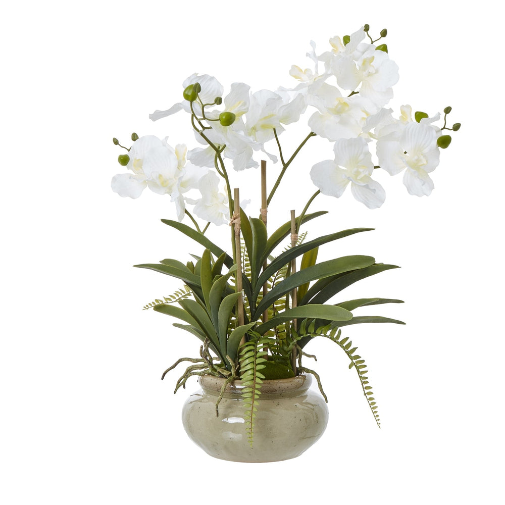 White Vanda Orchid Plant In Ceramic Pot - Canwell Interiors Limited - Hills