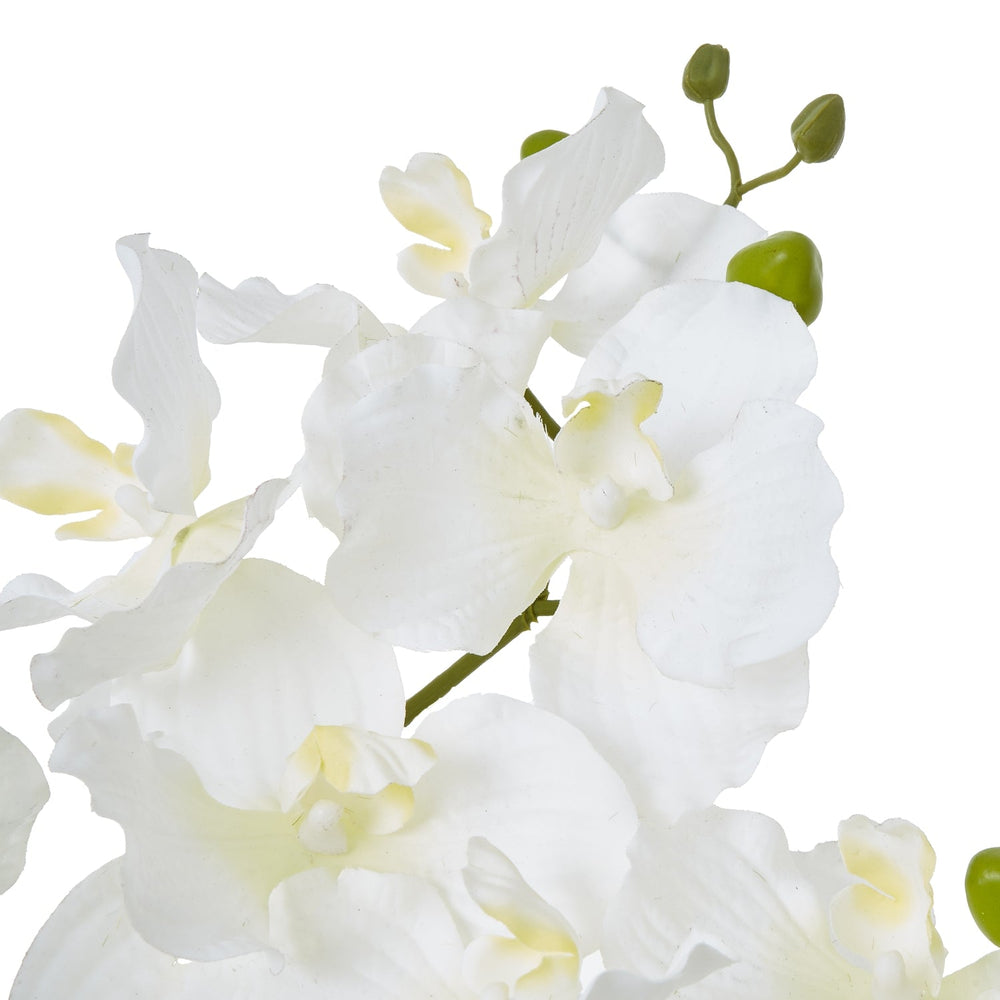White Vanda Orchid Plant In Ceramic Pot - Canwell Interiors Limited - Hills