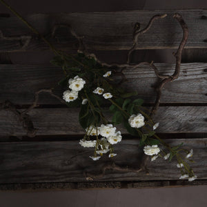 White Wild Meadow Rose - Canwell Interiors Limited - Hills